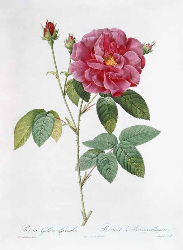 Rose gallica - 10 g