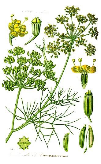 Fenouil - 20 g