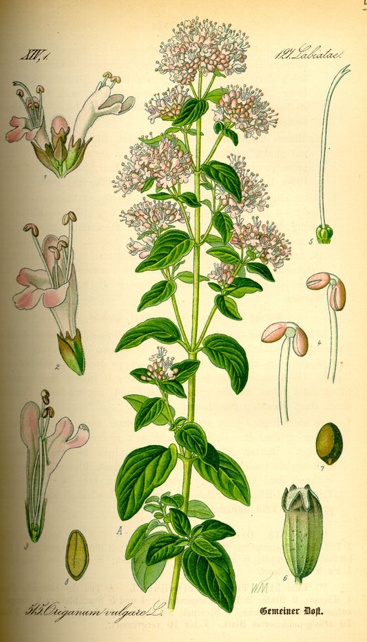 Origan - 20 g