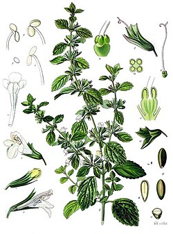 Mélisse - 15 g