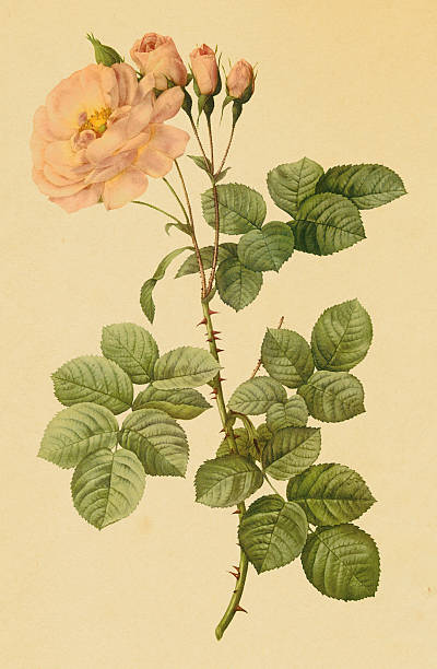 Rose de Damas - 10 g