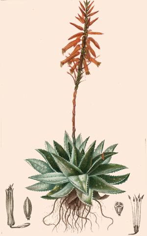 Aloe du cap - 30 g
