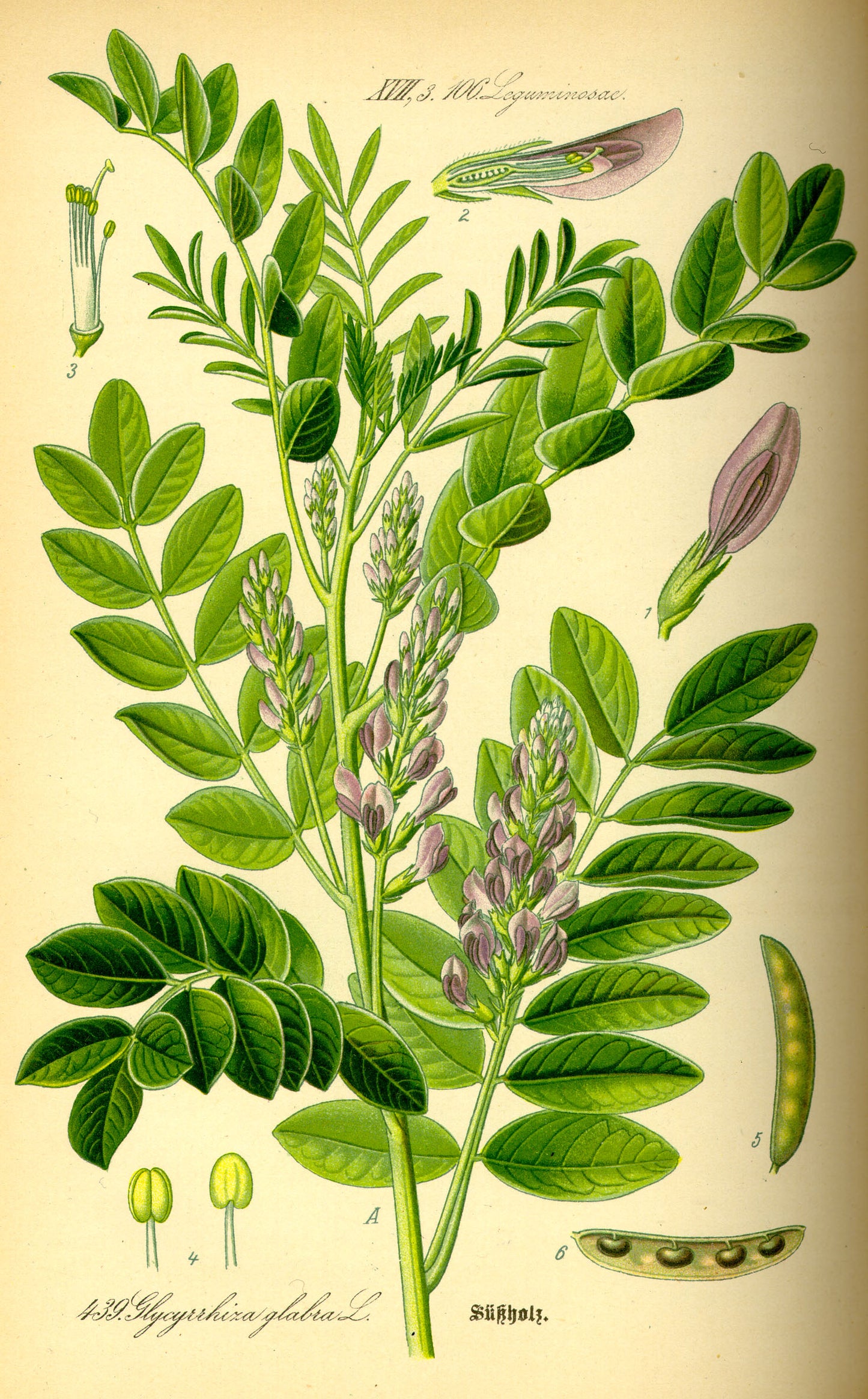 Réglisse en morceaux - 15 g