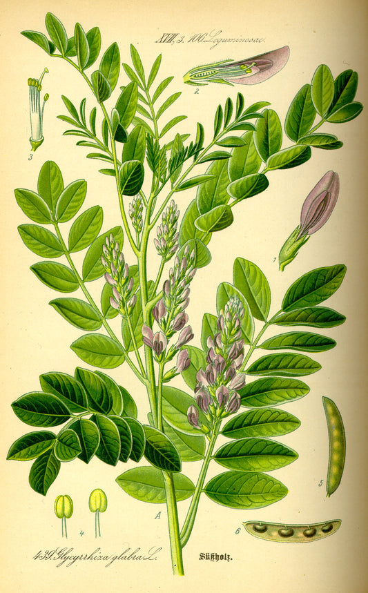 Réglisse en bâtons - +/- 15 g