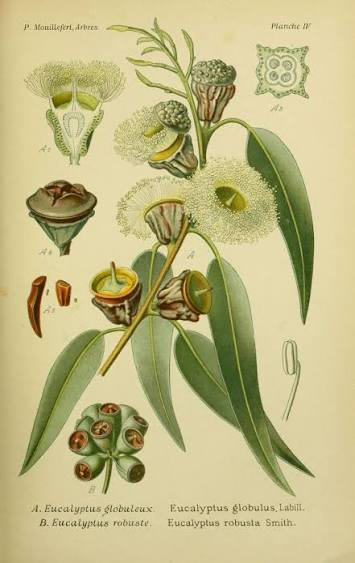 Eucalyptus - 20 g