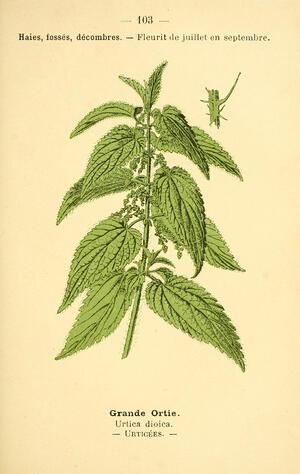 Ortie piquante - 15 g