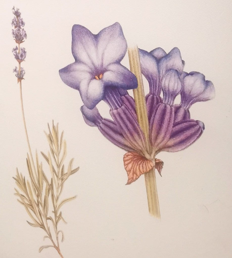 Lavande Vraie - 25 g