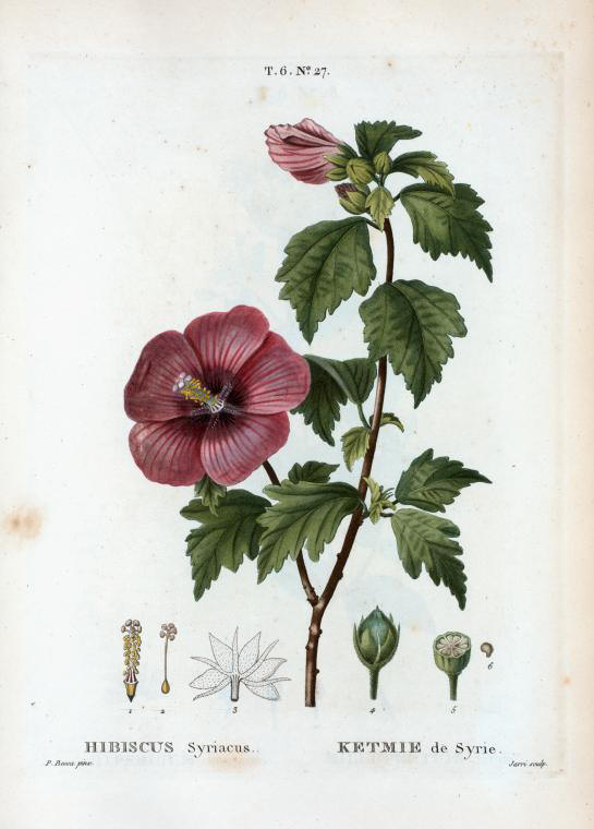 Hibiscus - 20 g