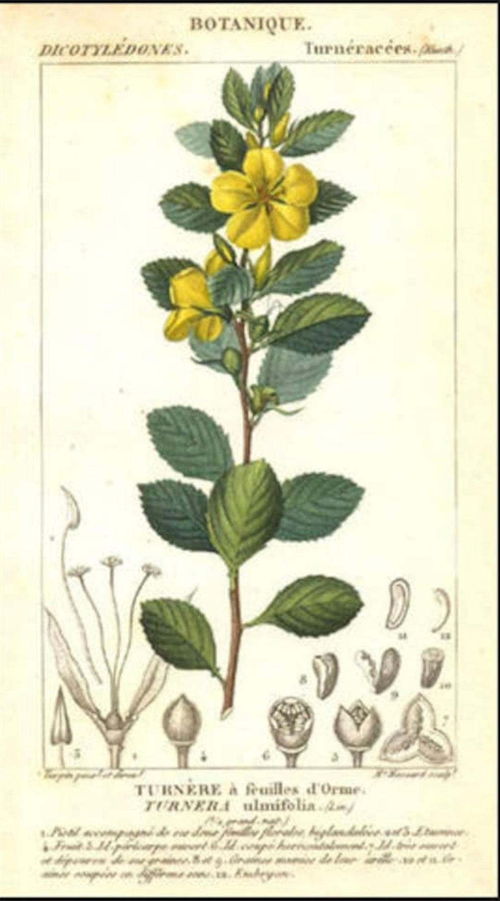 Damiana - 20 g