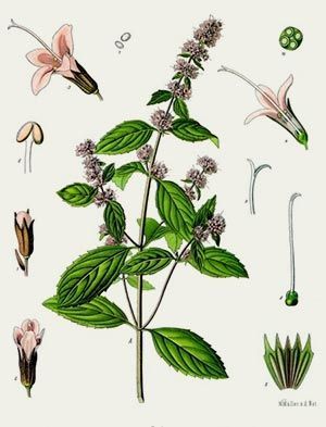 Menthe poivrée - 15 g