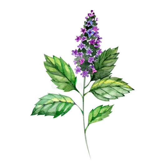 Patchouli - 20 g