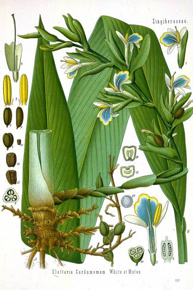 Cardamome - 20 g