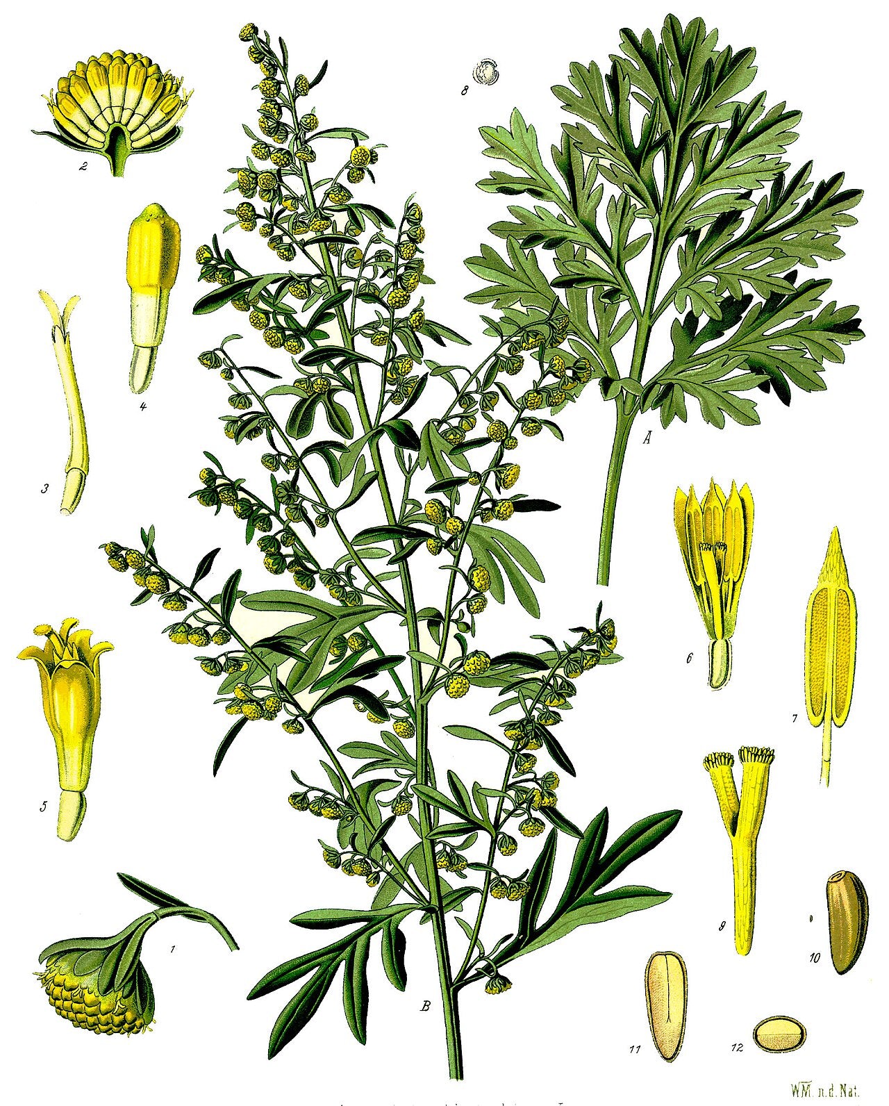 Absinthe - 20 g