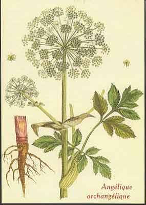 Angélique officinale - 20 g
