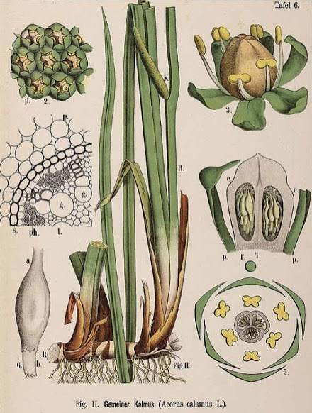Acore odorant - 25 g