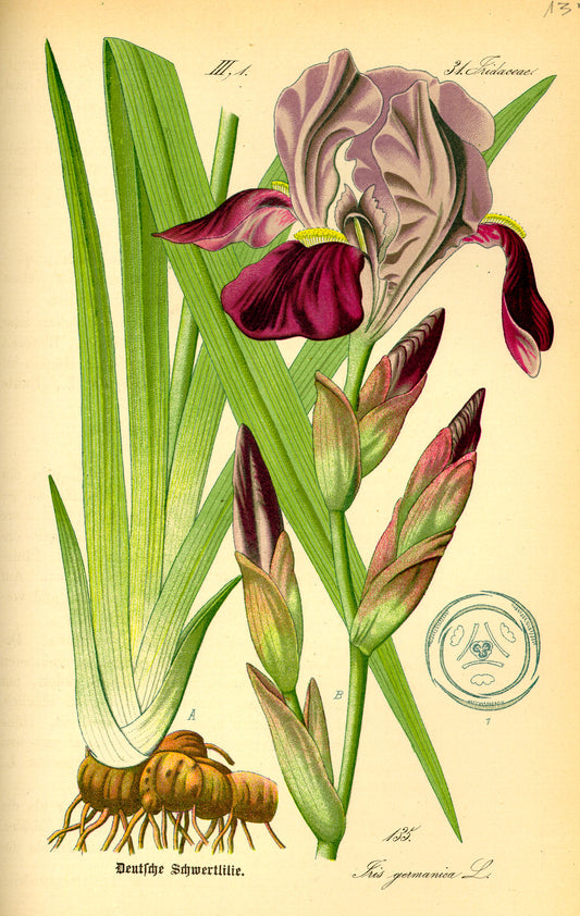 Racine d’Iris - 30 g