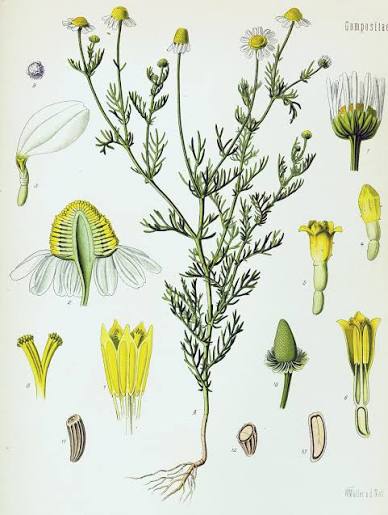 Camomille Matricaire - 20 g