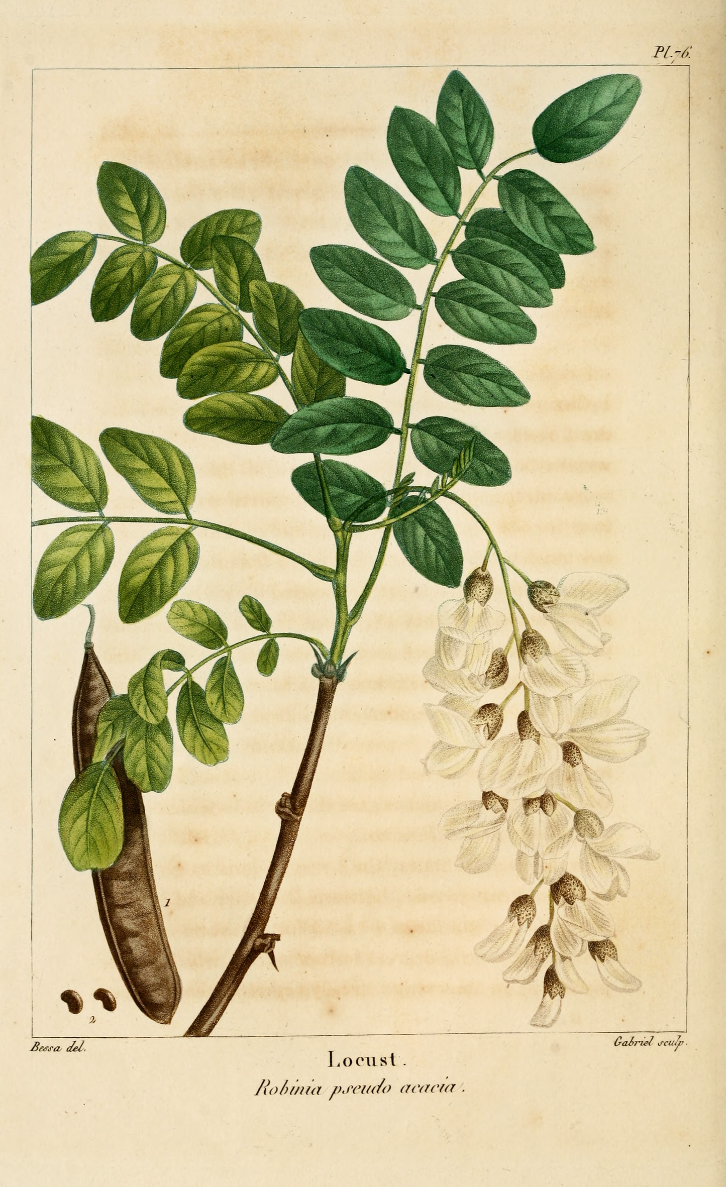 Acacia (Robinier) - 15 g