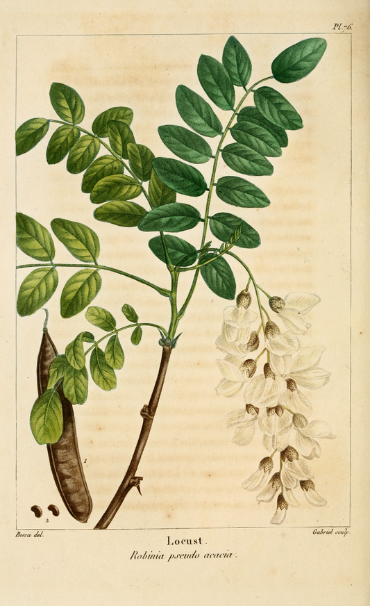 Acacia (Robinier) - 15 g