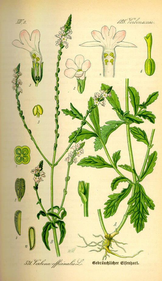 Verveine officinale - 20 g