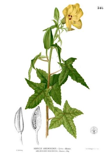 Ambrette (musc végétal) - 20 g