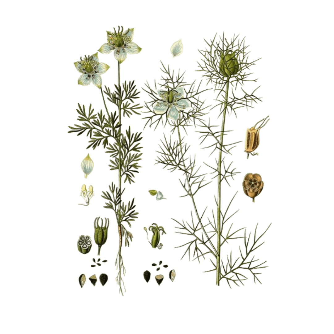 Nigelle - 20 g