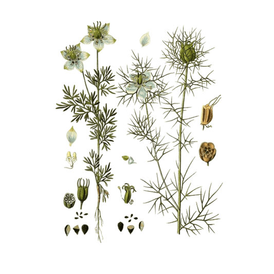Nigelle - 20 g